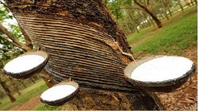 Technical information: Elastomers – tree elastomers
